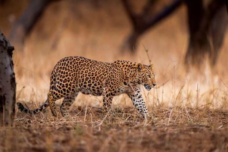 L'Inde Majestueuse pas cher photo 32