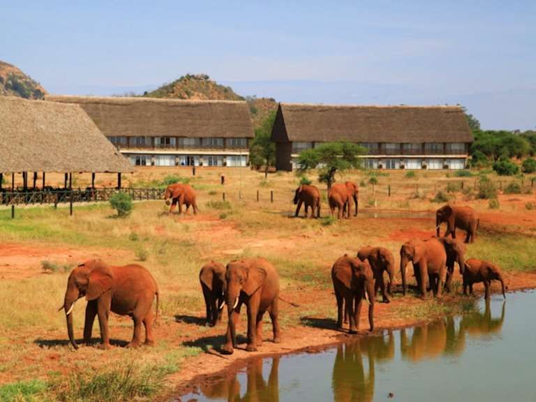 Entre safari et détente balnéaire au Kenya - 4* pas cher photo 1
