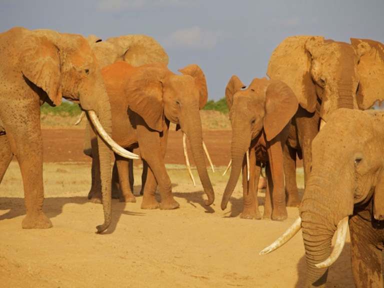 Entre safari et détente balnéaire au Kenya - 4* pas cher photo 7
