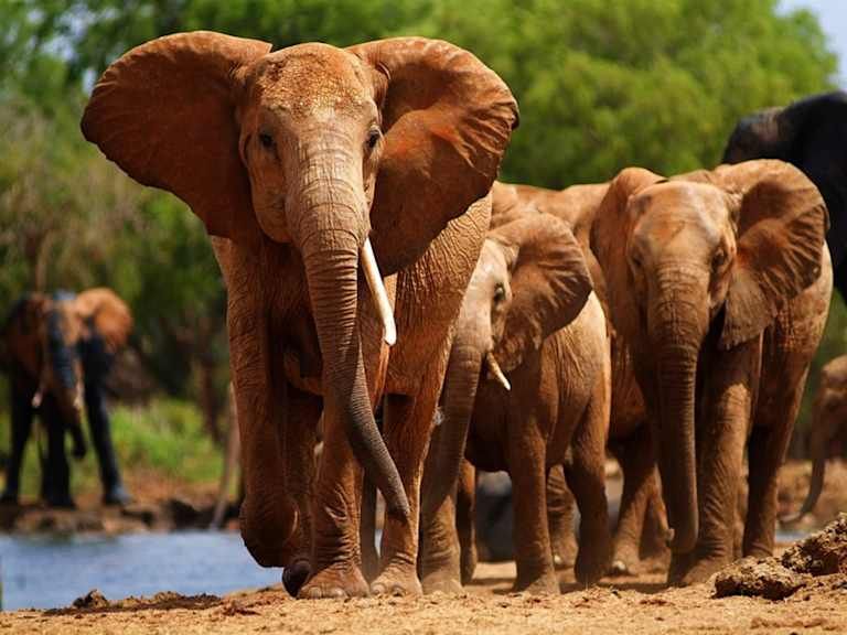 Entre safari et détente balnéaire au Kenya - 4* pas cher photo 11