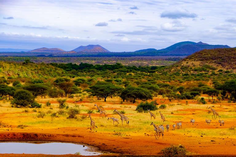 Entre safari et détente balnéaire au Kenya - 4* pas cher photo 2