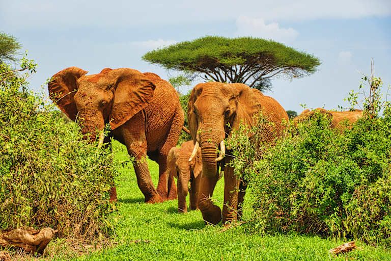 Entre safari et détente balnéaire au Kenya - 4* pas cher photo 3