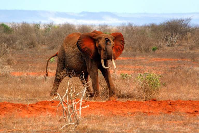Entre safari et détente balnéaire au Kenya - 4* pas cher photo 6