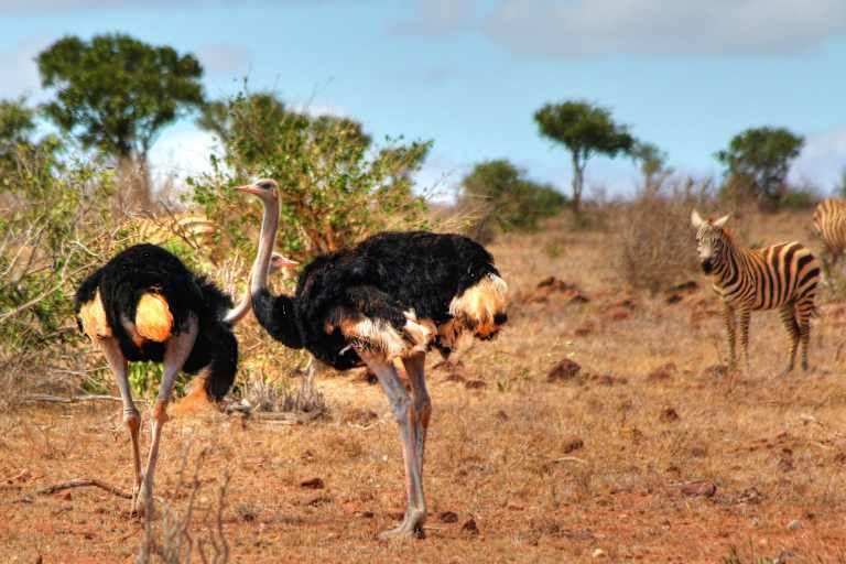Entre safari et détente balnéaire au Kenya - 4* pas cher photo 7