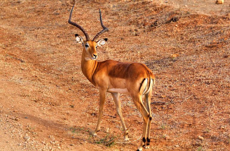 Entre safari et détente balnéaire au Kenya - 4* pas cher photo 8