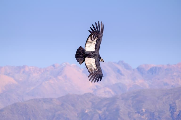 Voyage en petit groupe au coeur du Pérou : aux racines de l'Empire Inca - 3* pas cher photo 13