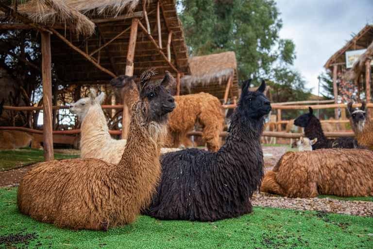 Voyage en petit groupe au coeur du Pérou : aux racines de l'Empire Inca - 3* pas cher photo 23