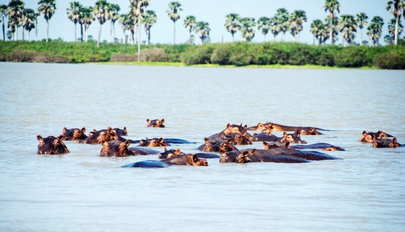 Circuit Jet tours Safari Club Jet tours Anaya Zanzibar 5* et Safari 1 nuit Dans la Réserve Selous pas cher photo 5