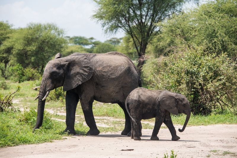 Séjour Au Club Jet Tours Anaya Zanzibar 5* & Safari Selous 1 nuit pas cher photo 2