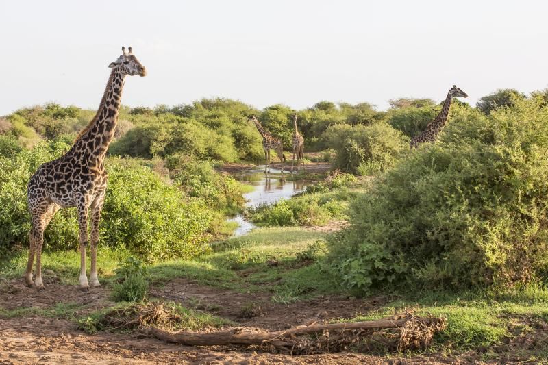 Circuit Jet tours Safari Club Jet tours Anaya Zanzibar 5* et Safari 2 nuits Dans la Réserve Saadani pas cher photo 4