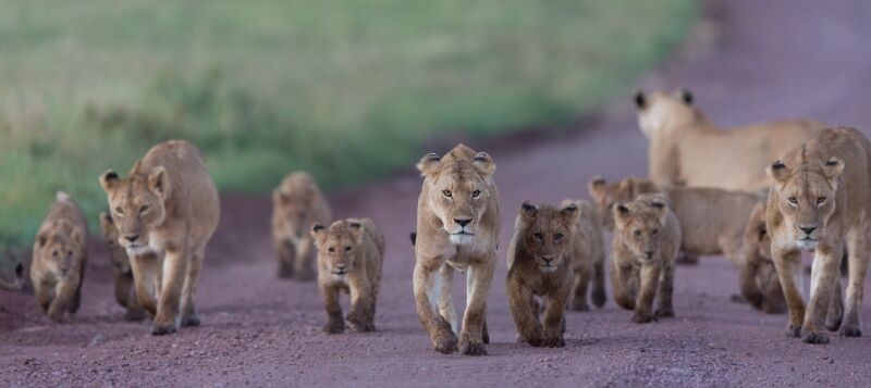 Circuit Jet tours Safari Club Jet tours Anaya Zanzibar 5* et Safari 2 nuits Dans la Réserve Saadani pas cher photo 7