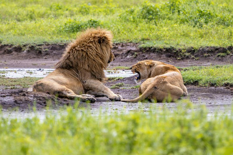 Circuit Jet tours Safari Club Jet tours Anaya Zanzibar 5* et Safari 2 nuits Dans la Réserve Saadani pas cher photo 9