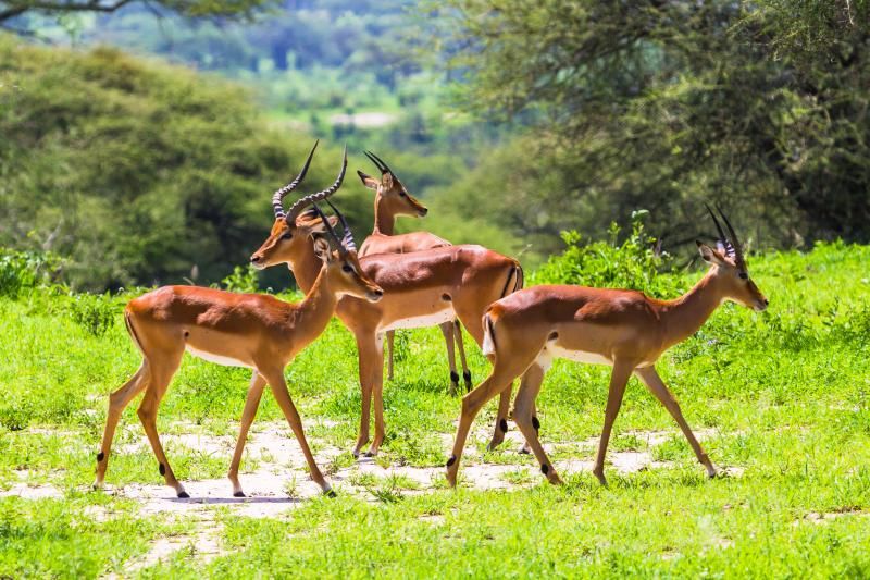 Circuit Jet tours Safari Club Jet tours Anaya Zanzibar 5* et Safari 2 nuits Dans la Réserve Saadani pas cher photo 10