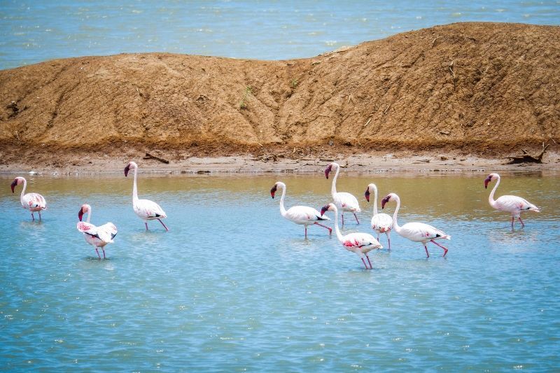 Circuit Jet tours Safari Club Jet tours Anaya Zanzibar 5* et Safari 2 nuits Dans la Réserve Saadani pas cher photo 11