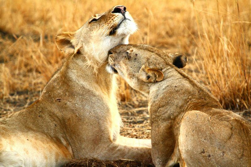 Circuit Jet tours Safari Club Jet tours Anaya Zanzibar 5* et Safari 2 nuits Dans la Réserve Selous pas cher photo 6