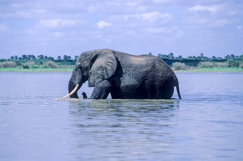 Circuit Jet tours Safari Club Jet tours Anaya Zanzibar 5* et Safari 2 nuits Dans la Réserve Selous pas cher photo 10