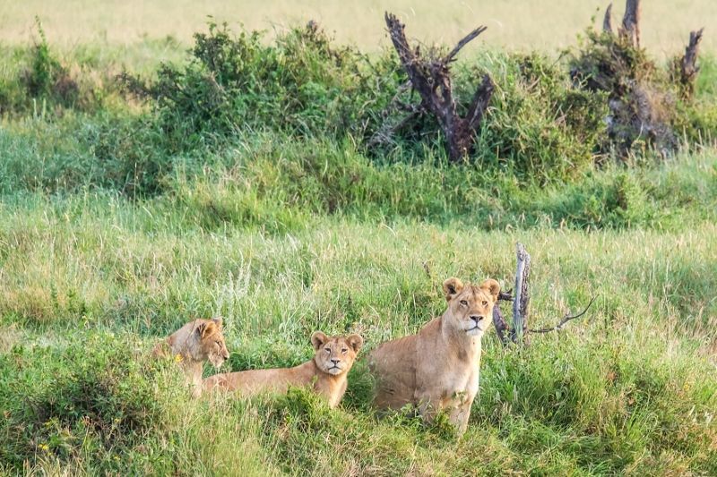 Séjour au Jet Tours Signature Aldiana club Kwanza 5* & Safari Selous 2 nuits pas cher photo 5