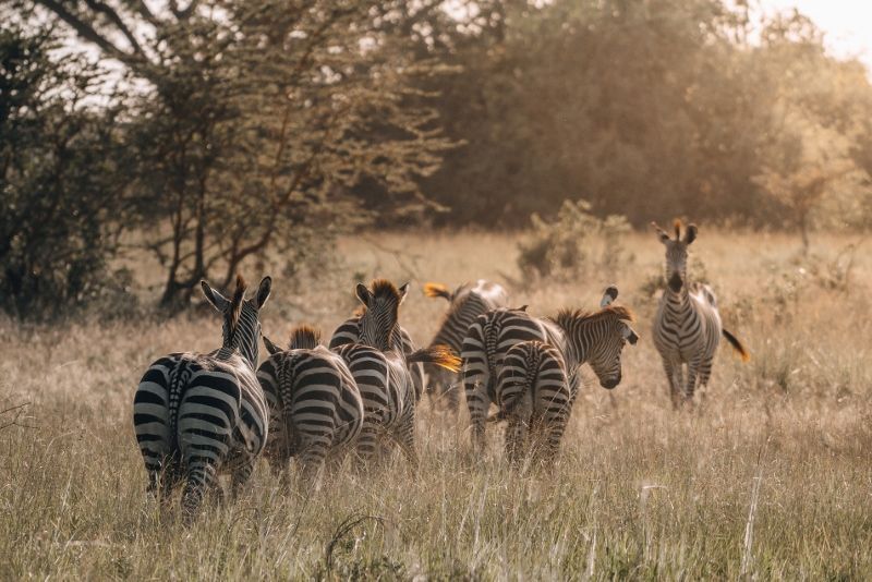 Circuit Jet tours Safari Club Jet tours Anaya Zanzibar 5* et Safari 3 nuits Dans la Réserve Saadani pas cher photo 5