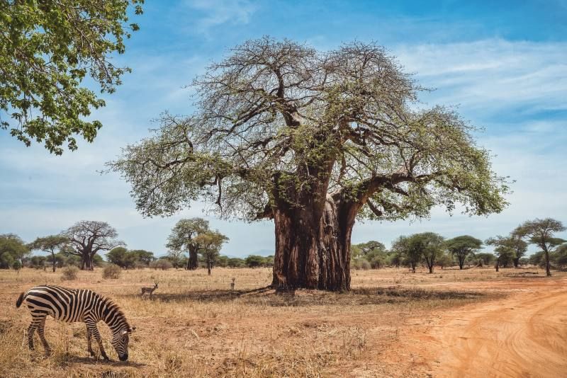 Circuit Jet tours Safari Club Jet tours Anaya Zanzibar 5* et Safari 3 nuits Dans la Réserve Saadani pas cher photo 8
