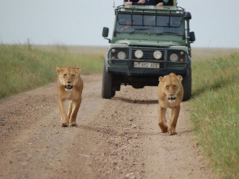 Safari Serengeti 1 nuit et Séjour au Aldiana Club Kwanza 5* pas cher photo 2