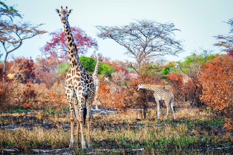 Safari Serengeti 2 nuits et Séjour au Palumbo Mnemba View Resort 4* pas cher photo 3
