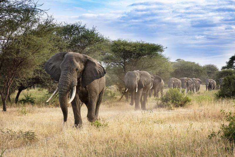 Circuit Jet tours Safari Club Jet tours Anaya Zanzibar 5* et Safari 2 nuits dans la Réserve Serenget pas cher photo 3