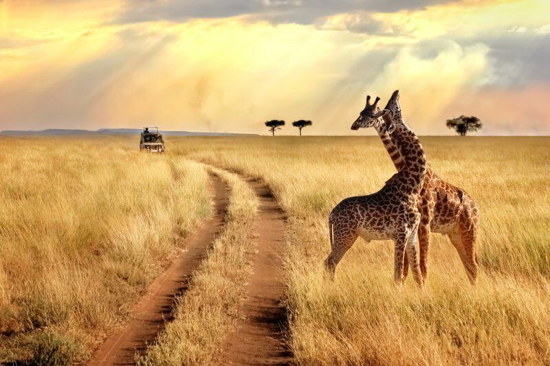 Circuit Jet tours Safari Club Jet tours Anaya Zanzibar 5* et Safari 2 nuits dans la Réserve Serenget pas cher photo 5