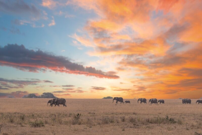 Circuit Jet tours Safari Club Jet tours Anaya Zanzibar 5* et Safari 2 nuits dans la Réserve Serenget pas cher photo 6