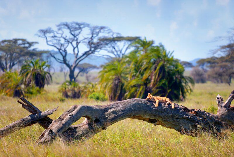 Circuit Jet tours Safari Club Jet tours Anaya Zanzibar 5* et Safari 2 nuits dans la Réserve Serenget pas cher photo 7