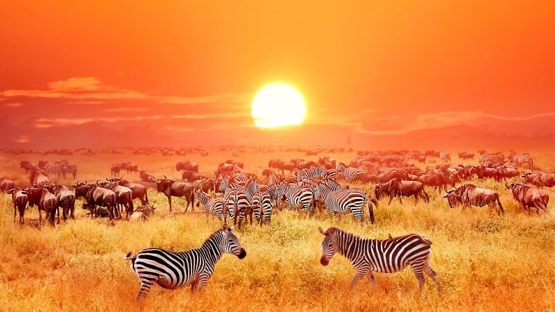 Circuit Jet tours Safari Club Jet tours Anaya Zanzibar 5* et Safari 2 nuits dans la Réserve Serenget pas cher photo 9