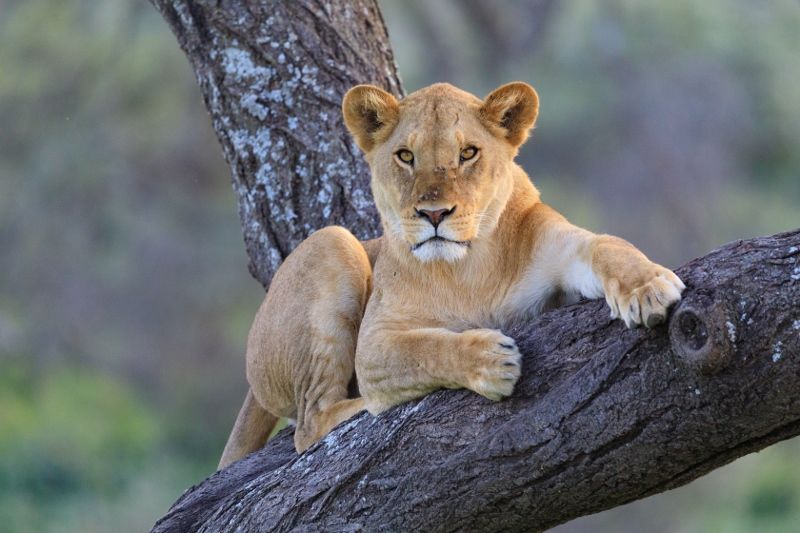 Séjour au Anaya Club Zanzibar 5* & Safari Ngorongoro 4 nuits pas cher photo 6