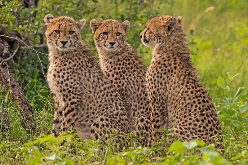 Séjour au Club Jet Tours Anaya Zanzibar 5* & Safari Ngorongoro 4 nuits pas cher photo 4