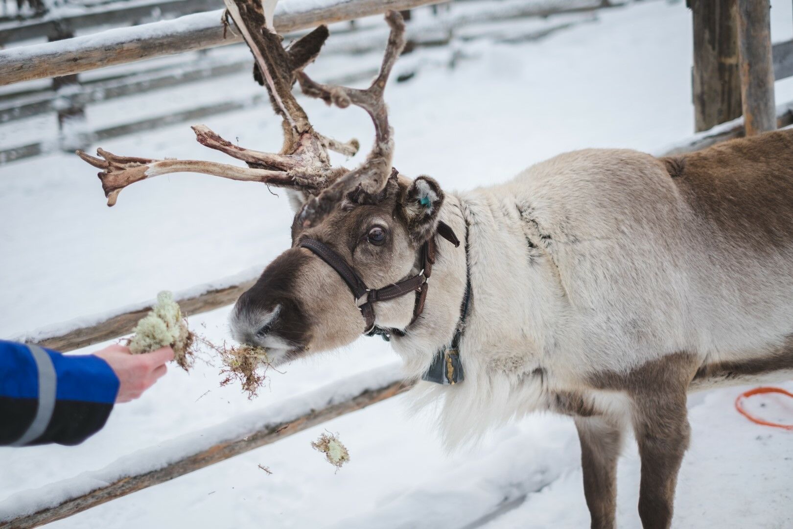 Naya Club Saaga - Séjour Multi-activités Réveillon du Nouvel An 7J/6N pas cher photo 5
