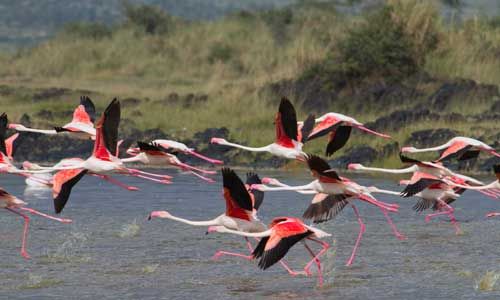 Safari Serengeti 2 nuits et Séjour au Kappa Club Dream’s Bay Beach Hotel 4* pas cher photo 2