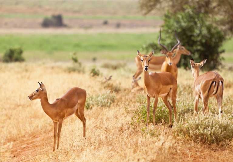 Circuit De la savane authentique aux rivages du Kenya 4* pas cher photo 11