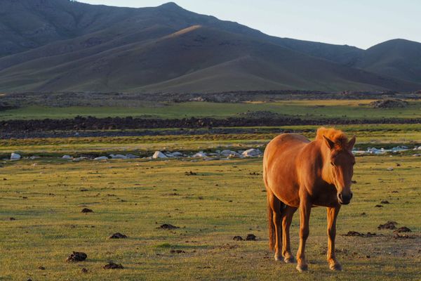 Circuit Epopée Nomade en Terres Mongoles pas cher photo 21