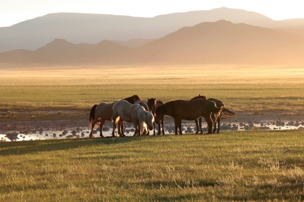 Circuit Epopée Nomade en Terres Mongoles pas cher photo 25