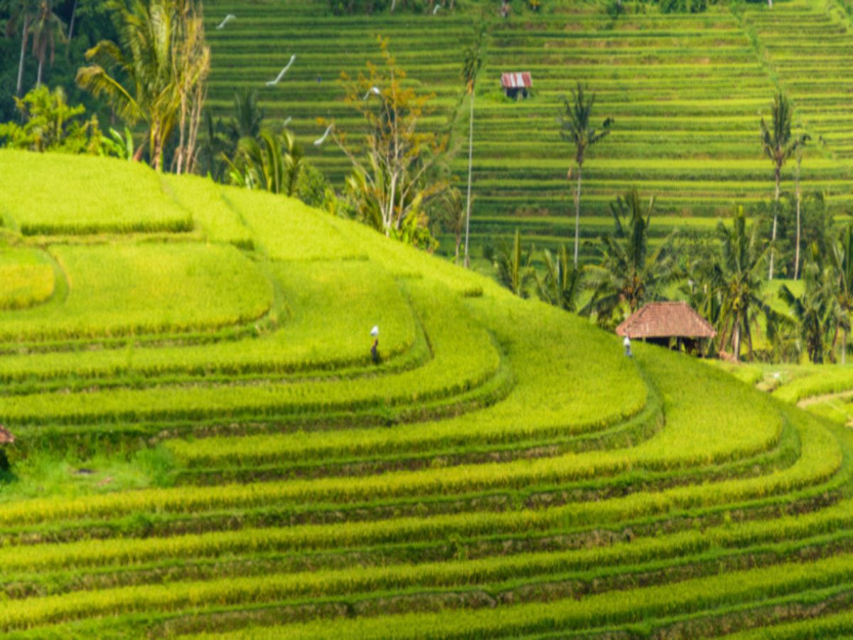 Evasion Privilège - 16 jours / 13 nuits - Extension Gili - Privatif pas cher photo 3