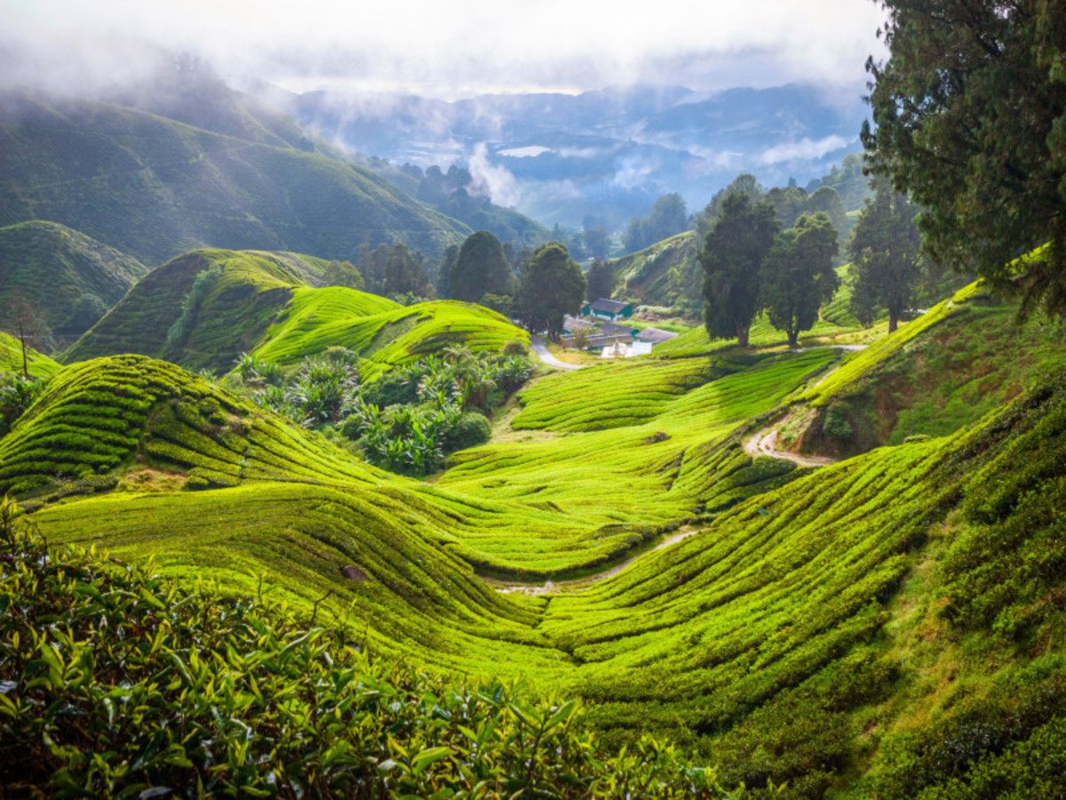 Malaisie à la folie - 10J/07N pas cher photo 6