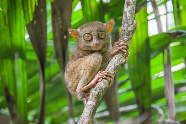 Combiné Trésors Naturels de Cebu et Bohol - 13 nuits - Vols Flex pas cher photo 17
