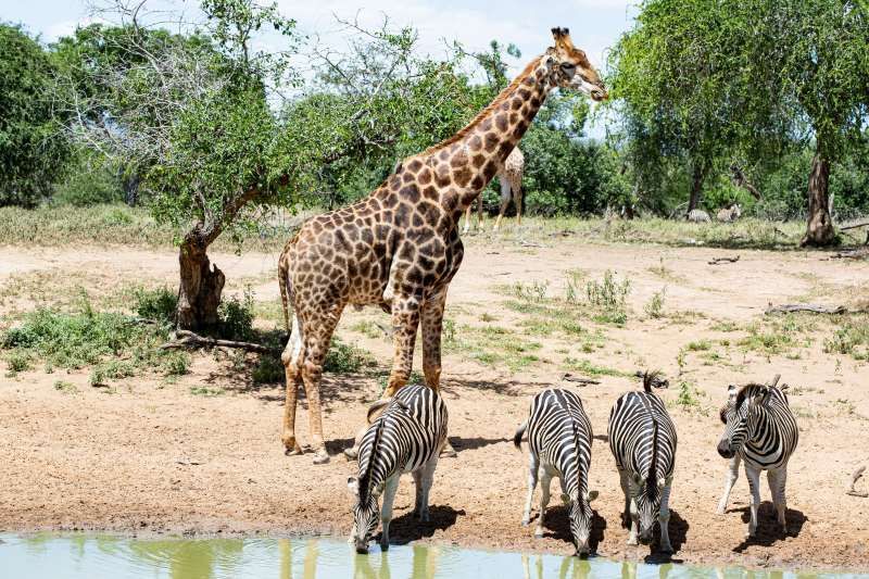 Séjour Kappa Senses Zanzibar 5* & Safari Saadani 1 nuit pas cher photo 10
