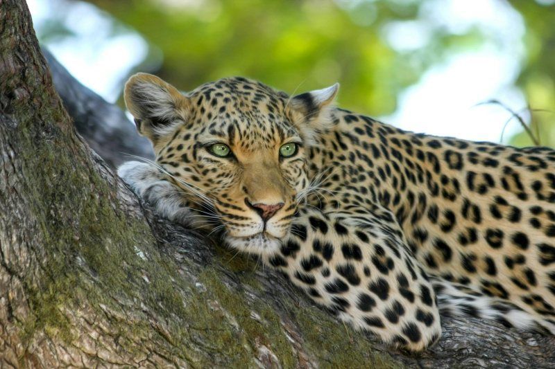 Séjour Kappa Senses Zanzibar 5* & Safari Saadani 2 nuits pas cher photo 2