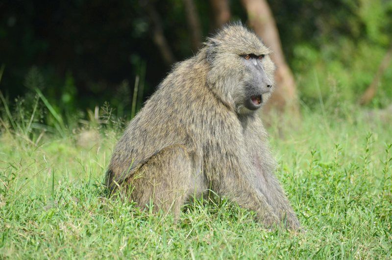 Séjour Kappa Senses Zanzibar 5* & Safari Saadani 2 nuits pas cher photo 12
