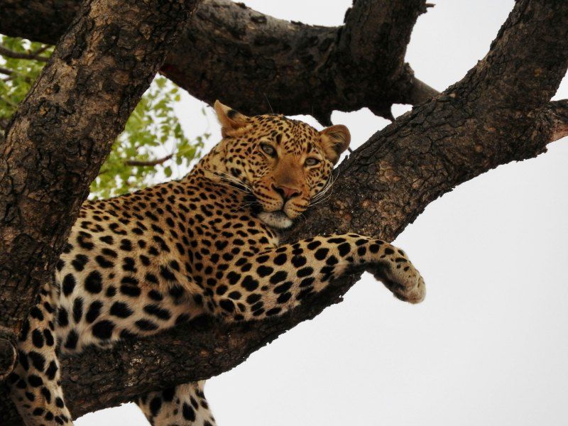 Séjour Kappa Senses Zanzibar 5* & Safari Saadani 3 nuits pas cher photo 7