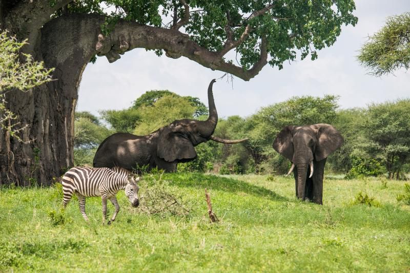 Séjour Kappa Senses Zanzibar 5* & Safari Saadani 3 nuits pas cher photo 10