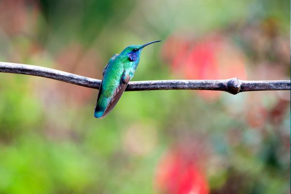 Autotour Les Secrets du Sud Costaricain + Vols Flex pas cher photo 4