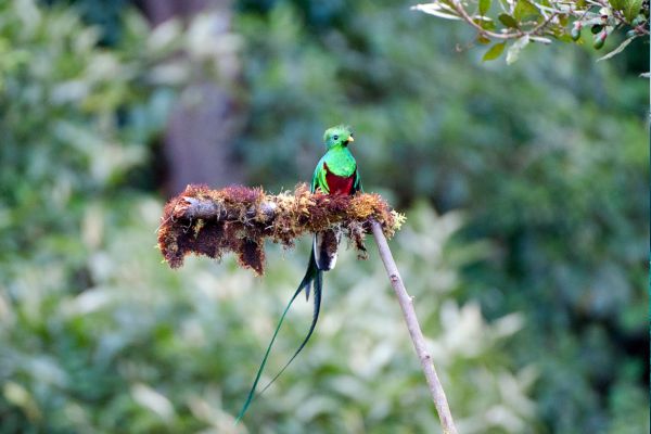 Autotour Les Secrets du Sud Costaricain + Vols Flex pas cher photo 5
