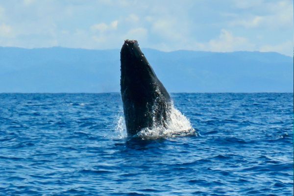 Autotour Les Secrets du Sud Costaricain + Vols Flex pas cher photo 7