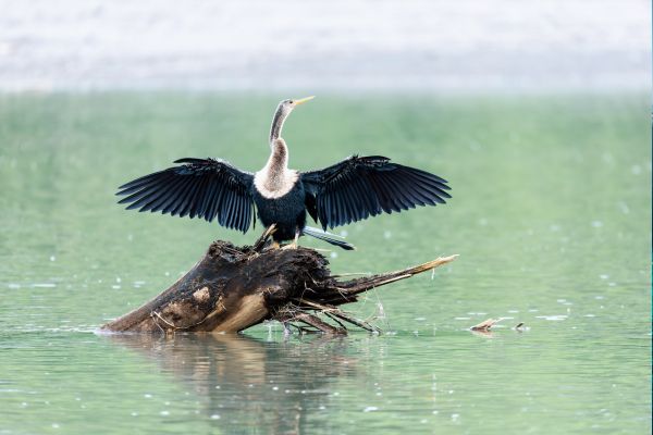 Autotour Les Secrets du Sud Costaricain + Vols Flex pas cher photo 17