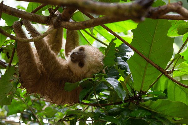 Autotour Les Secrets du Sud Costaricain + Vols Flex pas cher photo 25